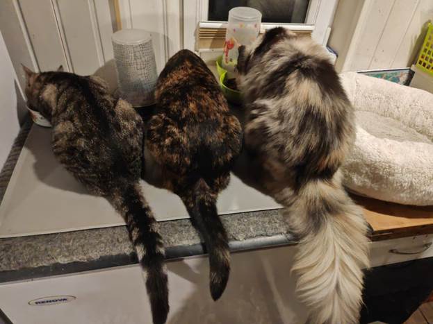 three cats